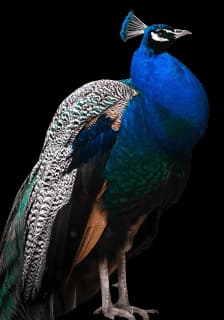 Pavão